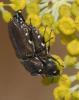 Anthaxia sp.